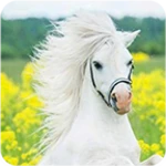 horse wallpaper android application logo